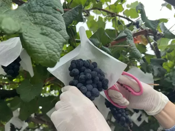 「《鉄道ファンもワイン好きも注目》「日本で唯一！駅ホームのぶどう園」のメルロで造った「塩尻駅メルロ2025」が、今年はリニューアルして登場。12月20日（土）から販売します。」の画像