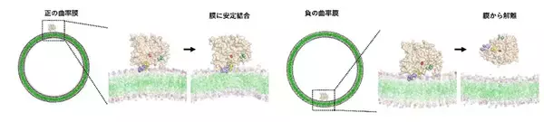 「【横浜市立大学】細胞内の膜を「安全に壊す」仕組みを解明」の画像