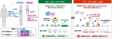 【横浜市立大学】Y染色体は消えない？―ヒト発生を支える新機能を発見
