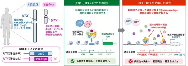 【横浜市立大学】Y染色体は消えない？―ヒト発生を支える新機能を発見