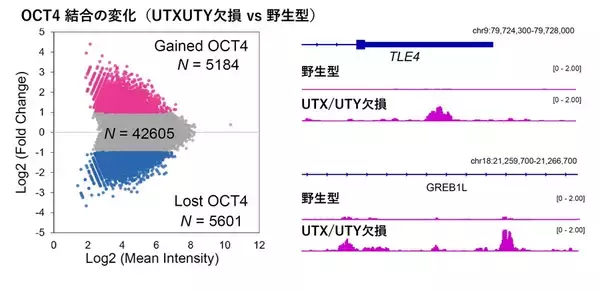 「【横浜市立大学】Y染色体は消えない？―ヒト発生を支える新機能を発見」の画像