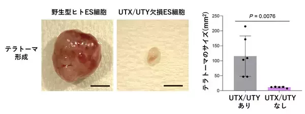 「【横浜市立大学】Y染色体は消えない？―ヒト発生を支える新機能を発見」の画像