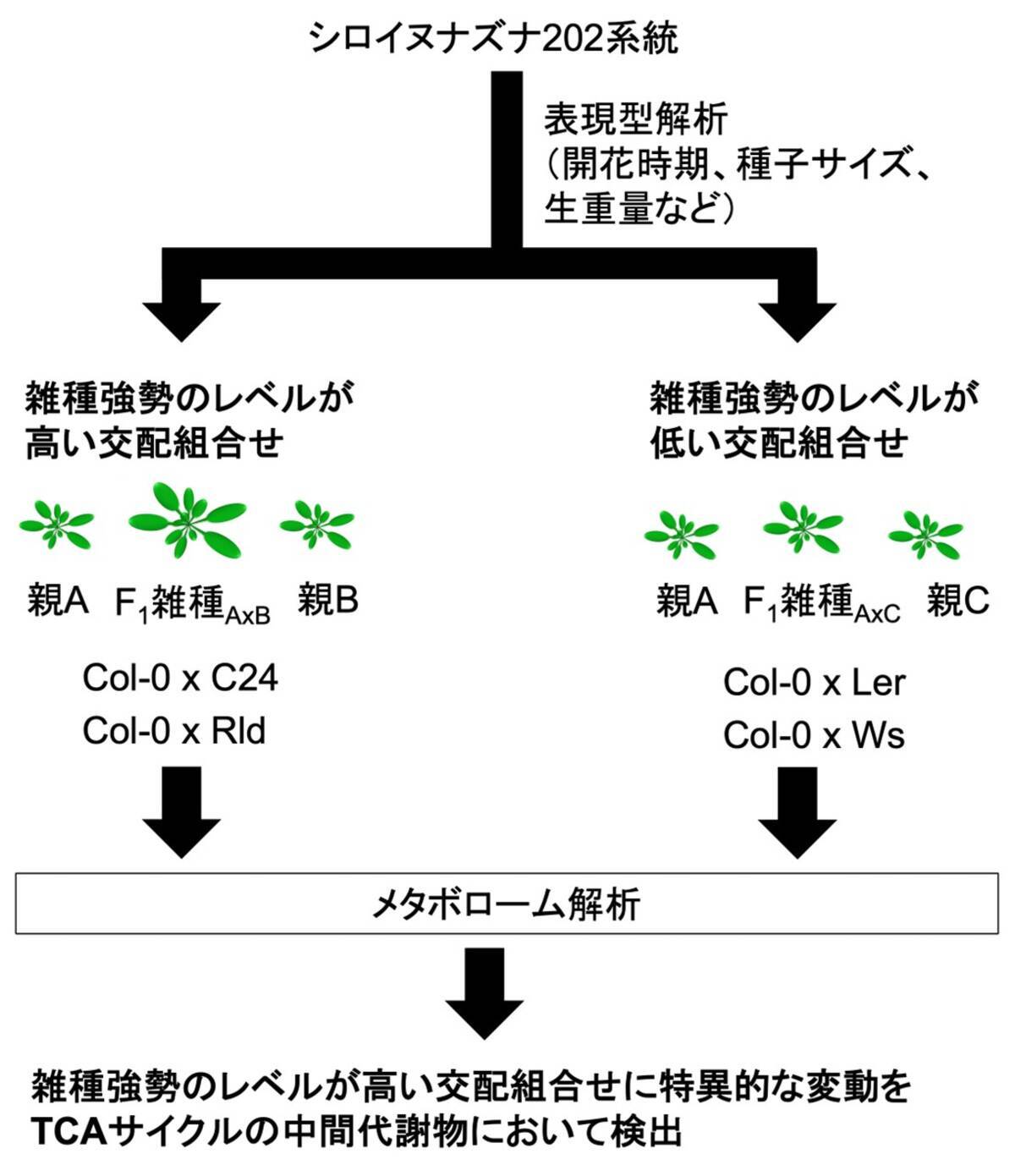 バイオマス増加をもたらすF1雑種における代謝物の変化を解明 (2023年6 AXB生写真【12/6更新】