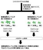 「バイオマス増加をもたらすF1雑種における代謝物の変化を解明」の画像1