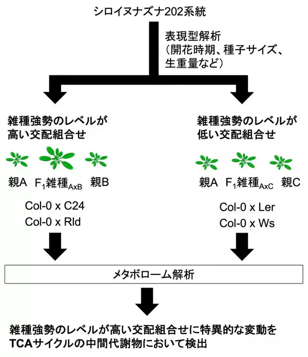 バイオマス増加をもたらすF1雑種における代謝物の変化を解明