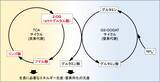 「バイオマス増加をもたらすF1雑種における代謝物の変化を解明」の画像2