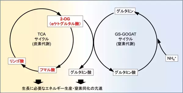 「バイオマス増加をもたらすF1雑種における代謝物の変化を解明」の画像