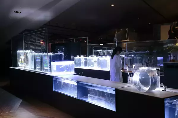 「【すみだ水族館】クラゲとともに自分時間をゆったり過ごす「ゆらめく時間展 光の中で、クラゲと。」開催」の画像