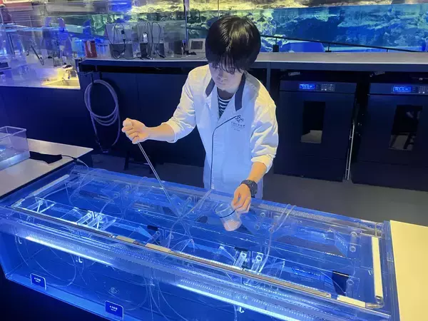 「【すみだ水族館】クラゲとともに自分時間をゆったり過ごす「ゆらめく時間展 光の中で、クラゲと。」開催」の画像