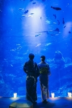 【京都水族館】夏休みに先駆けて6日間限定のナイトタイム「夜のすいぞくかん 西の界・東の界」チケット販売開始