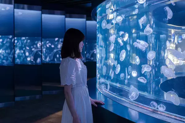「【京都水族館】夏休みに先駆けて6日間限定のナイトタイム「夜のすいぞくかん 西の界・東の界」チケット販売開始」の画像