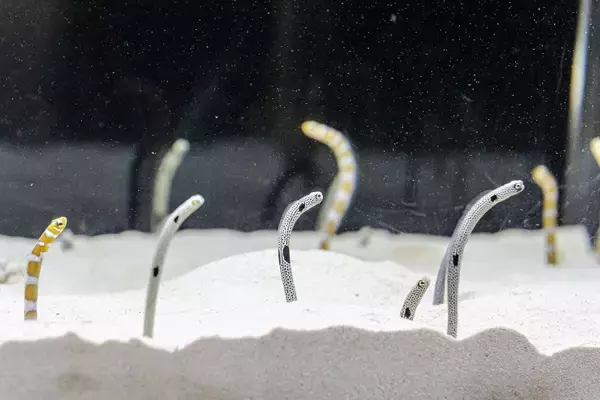 「【京都水族館】夏休みに先駆けて6日間限定のナイトタイム「夜のすいぞくかん 西の界・東の界」チケット販売開始」の画像