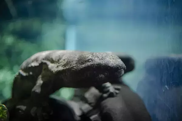 「【京都水族館】夏休みに先駆けて6日間限定のナイトタイム「夜のすいぞくかん 西の界・東の界」チケット販売開始」の画像