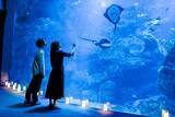 「【京都水族館】夏休みに先駆けて6日間限定のナイトタイム「夜のすいぞくかん 西の界・東の界」チケット販売開始」の画像8