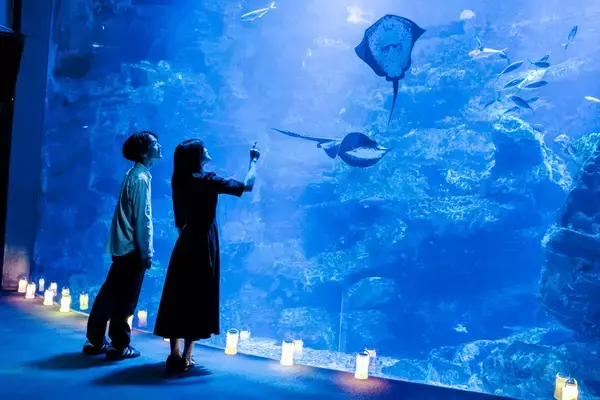 「【京都水族館】夏休みに先駆けて6日間限定のナイトタイム「夜のすいぞくかん 西の界・東の界」チケット販売開始」の画像