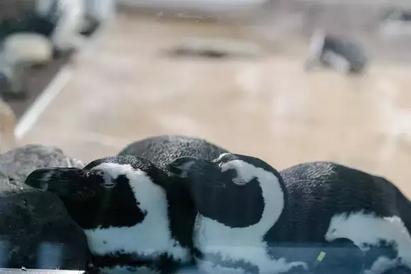 「【京都水族館】夏休みに先駆けて6日間限定のナイトタイム「夜のすいぞくかん 西の界・東の界」チケット販売開始」の画像