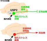 「酪農学園大学の北村浩教授らが、血糖値を調節する脳の酵素を発見 -- 糖尿病や脳神経疾患の治療に期待」の画像1