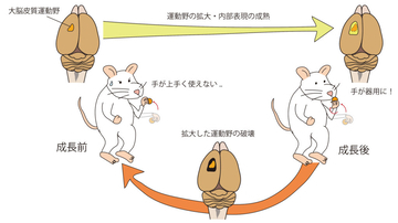 【杏林大学】脳の発達が手を器用にする！？　―ラット前肢の巧緻性獲得には脳の発達が必要であることを証明―