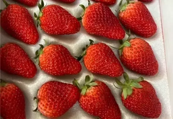 「食材・食品における長期間の鮮度保持実現・廃棄処分の解消に向けた氷感庫の実証開始について」の画像