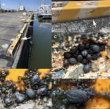 「法政大学島野教授がTwitterによって発見した新種のダニが、海洋生物種の世界登録簿（WoRMS）から「2021年の注目すべき海洋生物の新種トップ10」のひとつに選出」の画像1