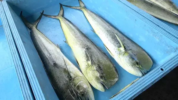 「ひな祭りを華やかに彩る「いなりちらし」「春色ひなロール」中トロが特別価格の一貫110円！「極上まぐろ」フェアも開催―2月20日（金）から期間・数量限定で開催―」の画像