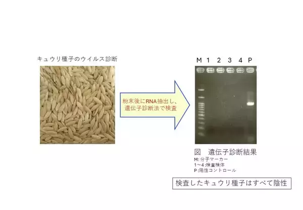 「私立大学初、法政大学植物医科学研究センターが輸出用種苗の「登録検査機関」に ―植物防疫の最前線で社会へ貢献―」の画像