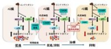 【横浜市立大学】重症敗血症の原因に新たな鍵 治療標的となる分子 コクサッキーアデノウイルス受容体を発見