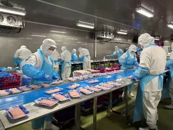 「けいきゅうキッズチャレンジ　大根収穫体験＆漁師鍋作り体験！，おさかな水産加工工場見学＆海苔巻き体験！の2本立て」の画像