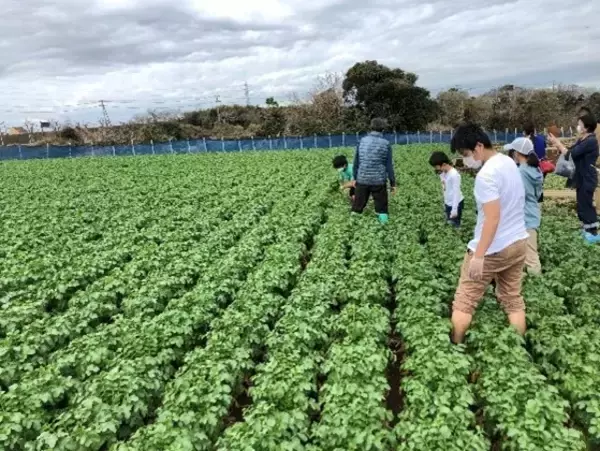 「けいきゅうキッズチャレンジ　大根収穫体験＆漁師鍋作り体験！，おさかな水産加工工場見学＆海苔巻き体験！の2本立て」の画像