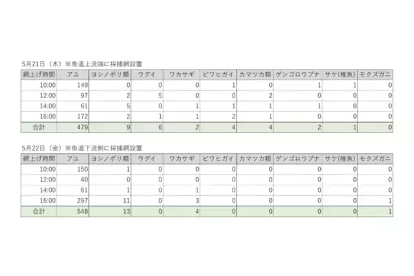 「弘前大学の矢田谷健一助教らによる調査の結果、青森県・岩木川に設置した魚道で稚アユの遡上がはじまっていることが判明」の画像