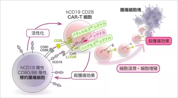 【東京医科大学】第二世代CAR-T細胞の抗腫瘍効果分子メカニズムを解明〜CAR-T細胞の機能的な違いと治療法選択の理解に期待〜