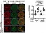 「【東京医科大学】第二世代CAR-T細胞の抗腫瘍効果分子メカニズムを解明〜CAR-T細胞の機能的な違いと治療法選択の理解に期待〜」の画像6