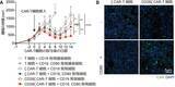 「【東京医科大学】第二世代CAR-T細胞の抗腫瘍効果分子メカニズムを解明〜CAR-T細胞の機能的な違いと治療法選択の理解に期待〜」の画像8