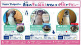 「【京都水族館】京都水族館で誕生した3羽のペンギンの名前が決定「さい」、「れい」、「みぶ」と命名！」の画像2
