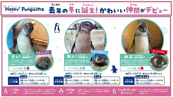 「【京都水族館】京都水族館で誕生した3羽のペンギンの名前が決定「さい」、「れい」、「みぶ」と命名！」の画像