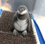 「【京都水族館】京都水族館で誕生した3羽のペンギンの名前が決定「さい」、「れい」、「みぶ」と命名！」の画像3