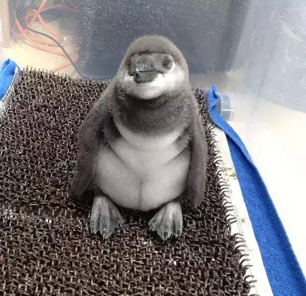 「【京都水族館】京都水族館で誕生した3羽のペンギンの名前が決定「さい」、「れい」、「みぶ」と命名！」の画像