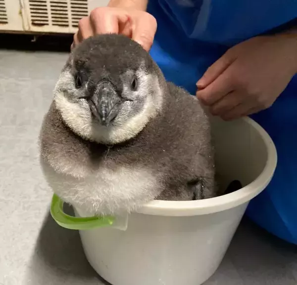 「【京都水族館】京都水族館で誕生した3羽のペンギンの名前が決定「さい」、「れい」、「みぶ」と命名！」の画像