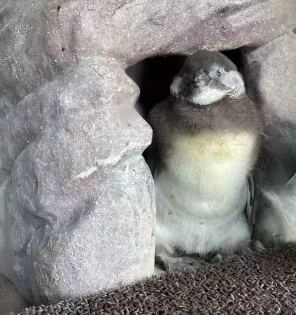 「【京都水族館】京都水族館で誕生した3羽のペンギンの名前が決定「さい」、「れい」、「みぶ」と命名！」の画像