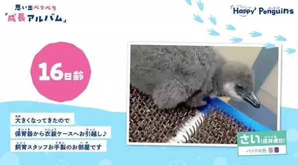 「【京都水族館】京都水族館で誕生した3羽のペンギンの名前が決定「さい」、「れい」、「みぶ」と命名！」の画像