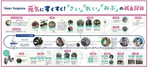 「【京都水族館】京都水族館で誕生した3羽のペンギンの名前が決定「さい」、「れい」、「みぶ」と命名！」の画像