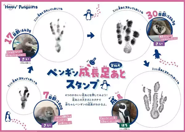 「【京都水族館】京都水族館で誕生した3羽のペンギンの名前が決定「さい」、「れい」、「みぶ」と命名！」の画像