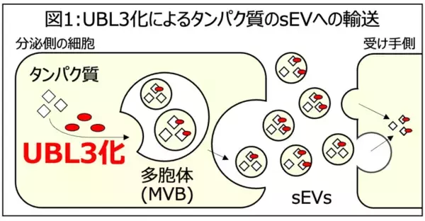高脂血症治療薬スタチンに新たな可能性、PD-L1のUBL3化修飾を介した輸送制御を解明