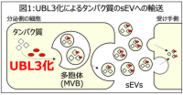 高脂血症治療薬スタチンに新たな可能性、PD-L1のUBL3化修飾を介した輸送制御を解明