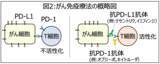 「高脂血症治療薬スタチンに新たな可能性、PD-L1のUBL3化修飾を介した輸送制御を解明」の画像2
