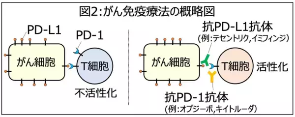 「高脂血症治療薬スタチンに新たな可能性、PD-L1のUBL3化修飾を介した輸送制御を解明」の画像