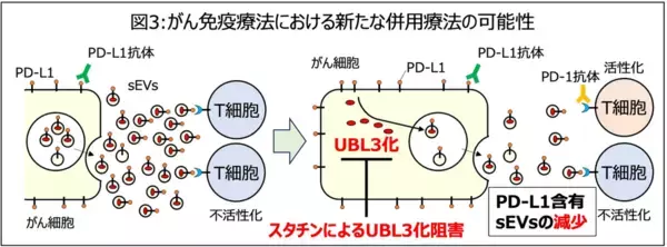 「高脂血症治療薬スタチンに新たな可能性、PD-L1のUBL3化修飾を介した輸送制御を解明」の画像