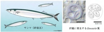 日本獣医生命科学大学と台湾・国立中興大学の共同研究グループがサンマから新種の寄生虫を発見 ― ミトコンドリアDNA解析で魚類寄生虫の進化に迫る