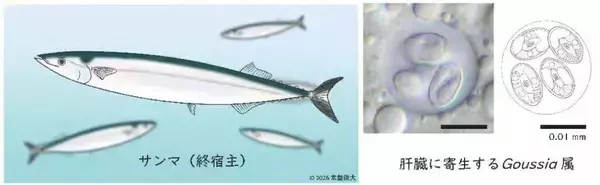 日本獣医生命科学大学と台湾・国立中興大学の共同研究グループがサンマから新種の寄生虫を発見 ― ミトコンドリアDNA解析で魚類寄生虫の進化に迫る