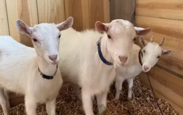 リベンリ秋田に３匹の子山羊が登場！